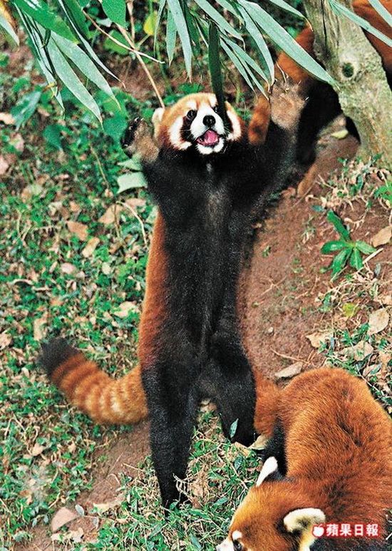 red panda standing. This red panda always uses two