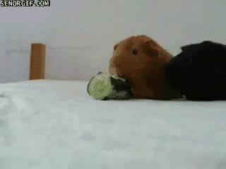 gif_02.gif