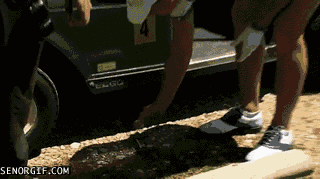 gif_01.gif