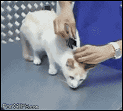 gif_03.gif