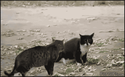 gif_05.gif