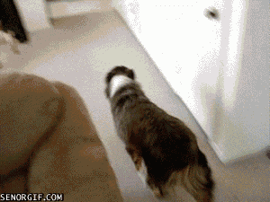 gif_02.gif