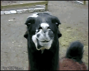 gif_06.gif