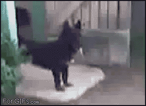 gif_03.gif