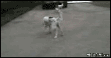 gif_04.gif