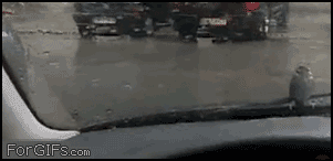 gif_01.gif
