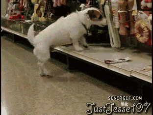 gif_03.gif