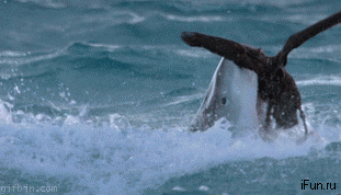 gifs_08.gif