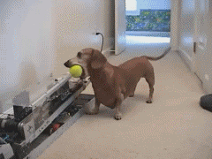 gifs_07.gif