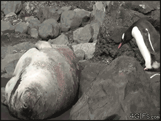 gifs_03.gif