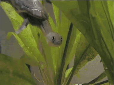 gifs_21.gif