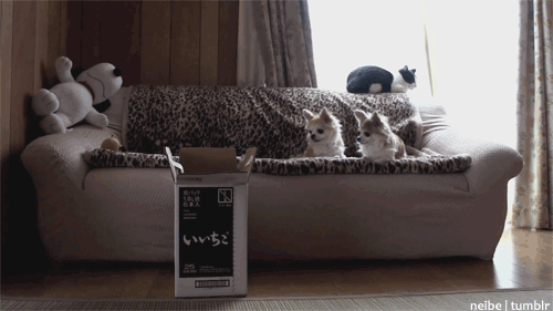 gifs_20.gif