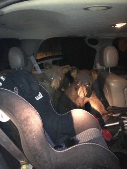 furry_friends_busted_08.jpg