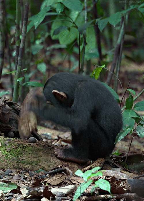 http://us.acidcow.com/pics/20121004/gifs_11.gif
